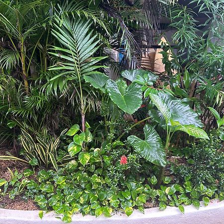 Pura Vida Hostel Tamarindo Dış mekan fotoğraf