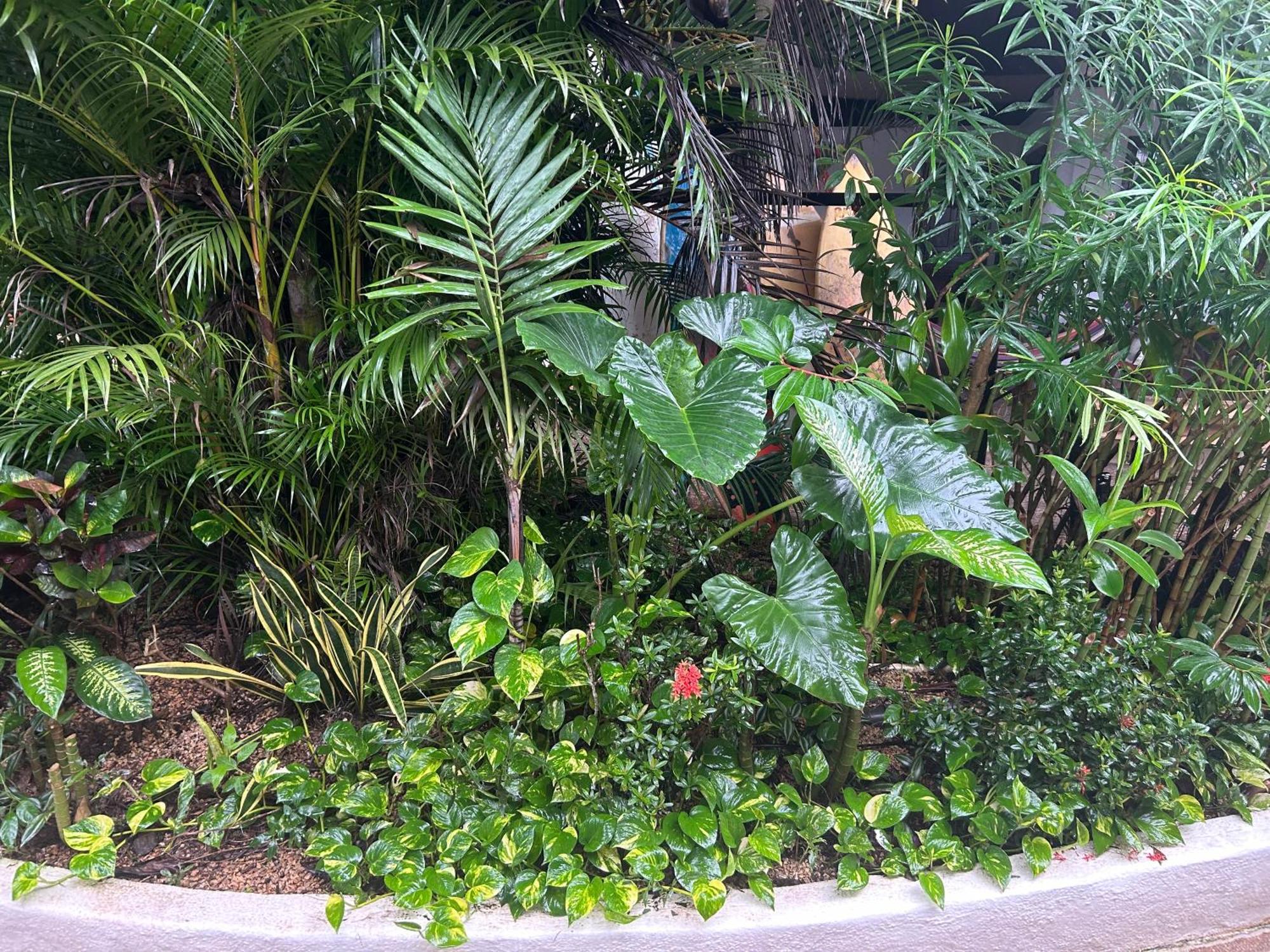 Pura Vida Hostel Tamarindo Dış mekan fotoğraf
